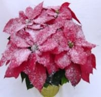 Snow Frosted Poinsettia with Holiday Pot Cover (Approximate Delivery is 3-5 days) Perspective: Main