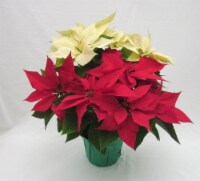 Bi-Color Poinsettia with Holiday Pot Cover (Approximate Delivery is 3-5 days) Perspective: Main