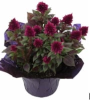 Celosia Flowering Plant Perspective: front