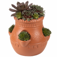 Hens & Chicks in Jar Succulents Perspective: Main