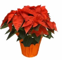 Potted Poinsettia - Norwin Orange