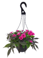 Fresh Live Petunias Flowers in 12 inch Hanging Basket Perspective: Main