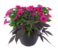 Fresh Live Petunia Flowers Planter in 12 inch Container Perspective: Main