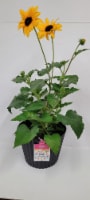 Fresh Live Sunfinity® Sunflower Plant in Pot Perspective: Main