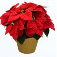 6.5" Red Poinsettia with Pot Cover Perspective: Main