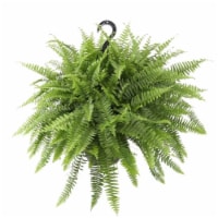 Boston Fern Basket