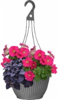 Fresh Live Petunias Flowers in 12 inch Hanging Basket Perspective: Main