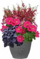 Fresh Live Petunia Flowers Planter in 12 inch Container Perspective: Main