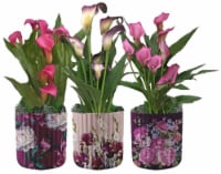 Lily Calla Botanical in Ceramic Pot - Assorted Perspective: Main
