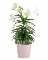 White Easter Lily Flower Plant