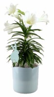 Easter Lily in Ceramic Pot Perspective: Main