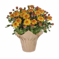 Soul Sister Indoor Mums Assorted Potted Plant Perspective: Main