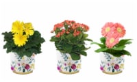 Blooming Plant in Floral Tin - Assorted Perspective: Main