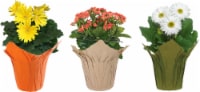 Assorted Blooming Plants Perspective: Main