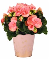 Andy Mast Greenhouses 4.5" Begonias in Tin Perspective: Main