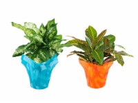 Tropical Foliage Plants - Assorted Perspective: Main