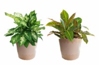 Andy Mast Greenhouses Tropical Plants Perspective: Main