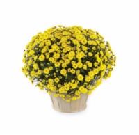 Andy Mast Greenhouses Yellow Mum with Basket (Approximate Delivery is 2-7 Days) Perspective: Main