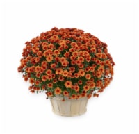 Andy Mast Greenhouses Orange Mum with Basket (Approximate Delivery is 2-7 Days) Perspective: Main