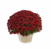 Andy Mast Greenhouses Red Mum with Basket (Approximate Delivery is 2-7 Days) Perspective: Main