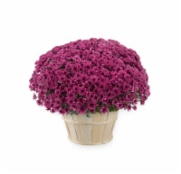 Andy Mast Greenhouses Purple Mum with Basket (Approximate Delivery is 2-7 Days) Perspective: Main