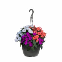 Tricolor Impatien in Hanging Basket Perspective: Main