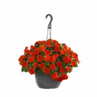 Coral Impatient in Hanging Basket Perspective: Main