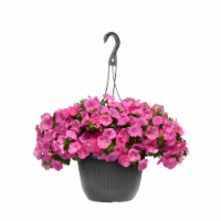 Pink Petunia in Hanging Basket Perspective: Main