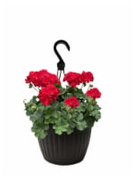 Andy Mast Greenhouses Red Geranium Hanging Basket (Approximate Delivery is 2-7 Days) Perspective: Main