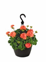 Andy Mast Greenhouses Orange Geranium Hanging Basket  (Approximate Delivery is 2-7 Days) Perspective: Main