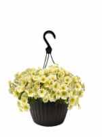 Andy Mast Greenhouses Yellow Petunia Hanging Basket (Approximate Delivery is 2-7 Days) Perspective: Main