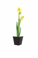 Potted Daffodil - Yellow Perspective: Main