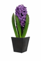 Potted Hyacinth Purple Perspective: Main