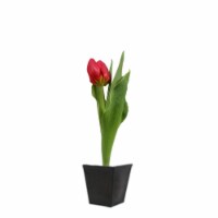 Potted Tulip - Red Perspective: Main