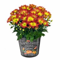 Pumpkin Tin Florist Mums Perspective: Main