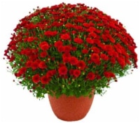 Outdoor Mums (Offered in Yellow - Purple - Red and White)