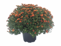 Outdoor Mums (Offered in Yellow - Purple - Red and White)