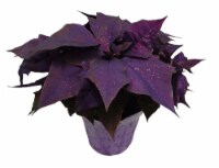Potted Purple Poinsettia Perspective: Main