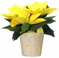 Poinsettia in Golden Glo