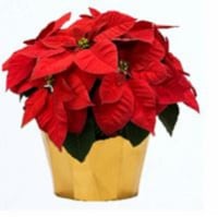 Poinsettia 6 in - Red