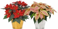 Andy Mast Greenhouses Poinsettia Perspective: Main