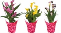 Calla Lily Plant Perspective: Main