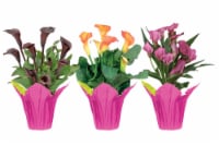 Potted Calla Lily - Assorted Perspective: Main
