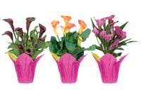 Potted Calla Lily - Assorted