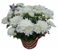 Memorial Day Mums Perspective: Main