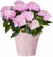 Mother's Day Fresh Hydrangea Plant in 6 inch Container, 6-inch pot