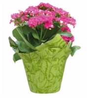 Kalanchoe Plant Perspective: Main