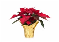 Classic Red Poinsettia