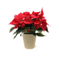 Fresh Red Holiday Poinsettia Plant