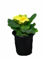 Potted Yellow Primrose Plant Perspective: Main